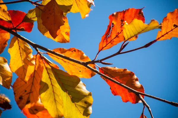 Autumn maple leaves — Stock Photo, Image