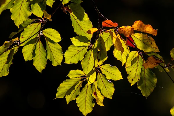 Autumn maple leaves — Stock Photo, Image