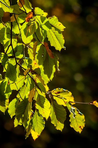 Autumn maple leaves — Stock Photo, Image