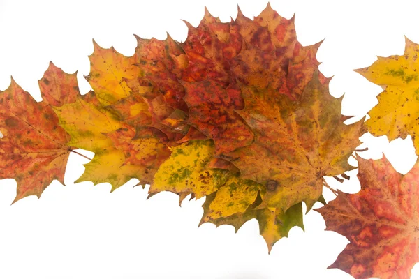 Hojas de otoño sobre un fondo blanco — Foto de Stock