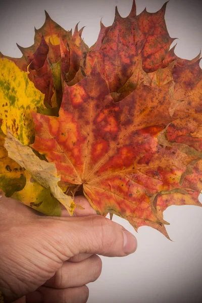 Herbstblätter auf weißem Hintergrund — Stockfoto