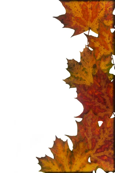 Autumn leaves on a white background — Stock Photo, Image