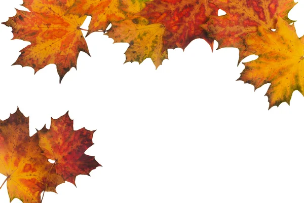 Autumn leaves on a white background — Stock Photo, Image