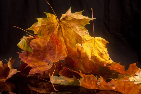 Herbstblätter auf schwarzem Hintergrund — Stockfoto