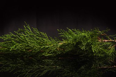 Ardıç dal siyah bir zemin üzerine