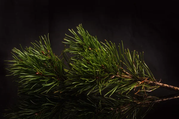 Pine twig on a black background — Stock Photo, Image