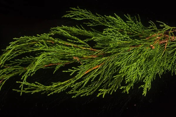 Juniper twig on a black background — Stock Photo, Image