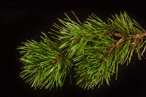 Pine twig on a black background — Stock Photo, Image