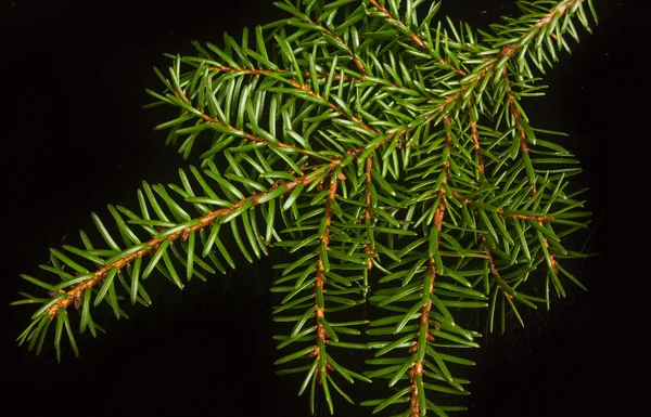 Spruce twig on a black background — Stock Photo, Image