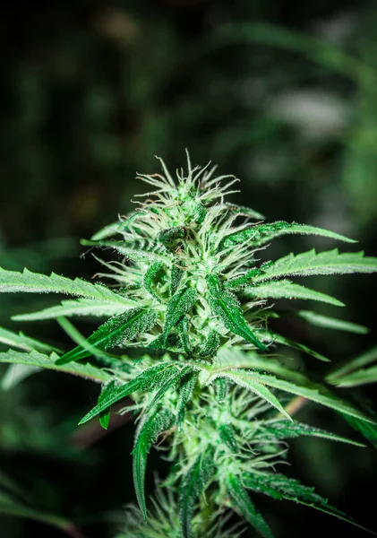 Stora cannabis marijuana växt detalj — Stock fotografie
