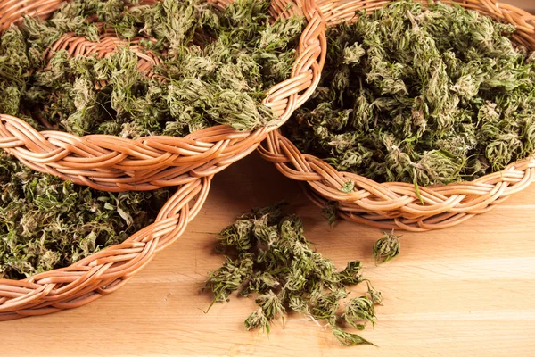 Grande canabis maconha planta detalhe na mesa de madeira — Fotografia de Stock