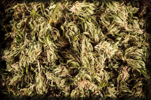 Grande canabis marijuana pianta dettaglio sul tavolo di legno — Foto Stock
