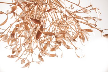 Siyah zemin üzerine altın ökse otu