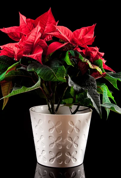 Weihnachtsstern (Euphorbia pulcherrima), auch als Weihnachtsstern bekannt. — Stockfoto