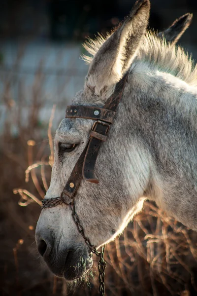 Grey donkey in field — Stock Photo, Image