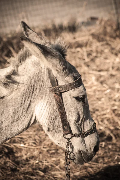 Grijze ezel in veld — Stockfoto