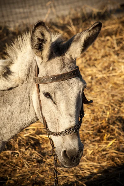 Grijze ezel in veld — Stockfoto