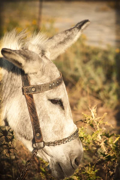 Grey donkey in field — Stock Photo, Image