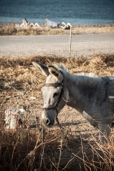 Burro gris en el campo — Foto de Stock