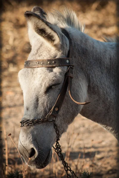 Burro gris en el campo — Foto de Stock