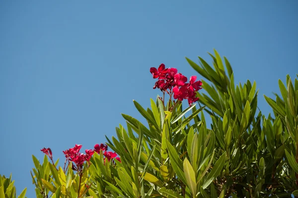 Flores — Foto de Stock