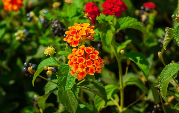 Flores — Fotografia de Stock