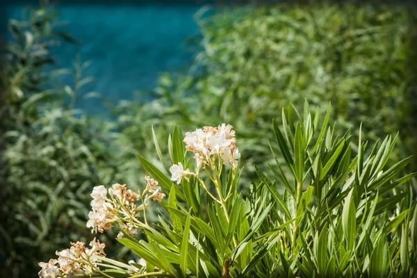 Flowers — Stock Photo, Image