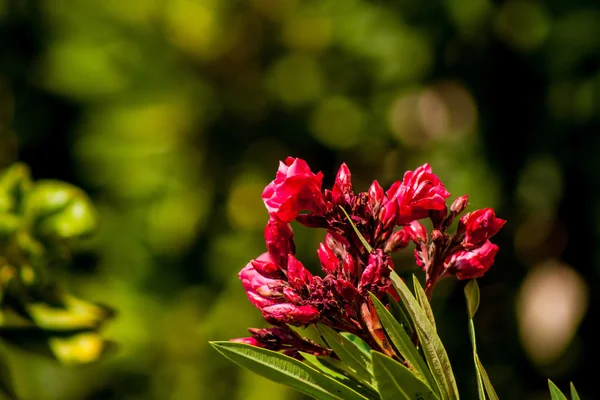 Flores — Fotografia de Stock