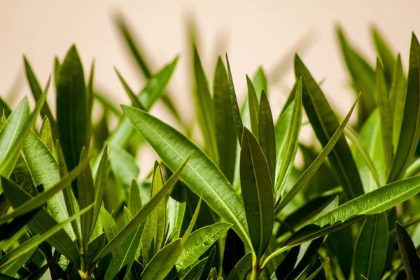 Flowers — Stock Photo, Image