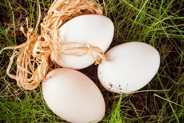 Easter eggs in the grass — Stock Photo, Image