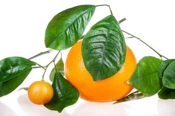 Плоды апельсина на белом фоне — стоковое фото
