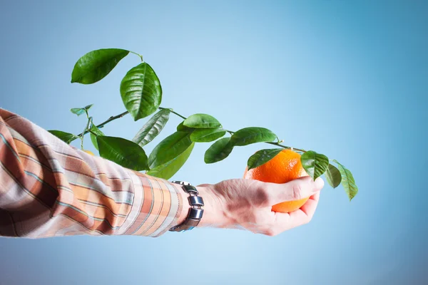 Naranja, naranjas de cosecha — Foto de Stock