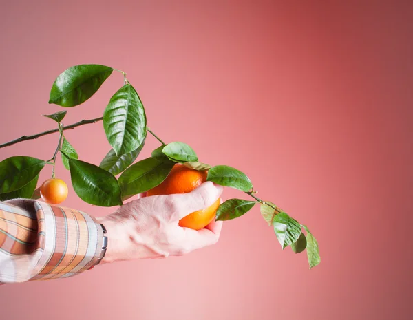 Naranja, naranjas de cosecha — Foto de Stock