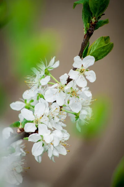 Prunus — Foto de Stock