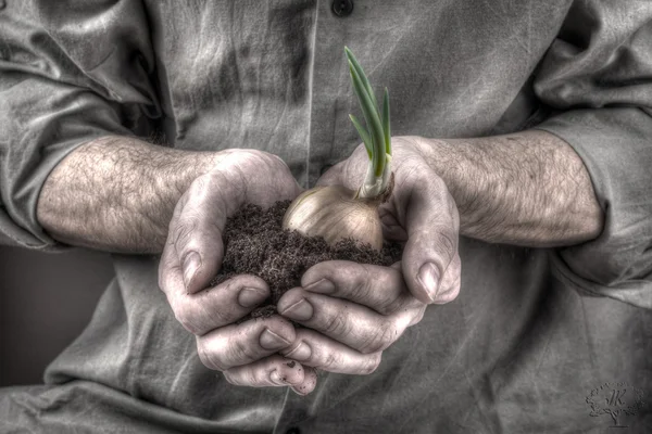 Planta en las manos — Foto de Stock