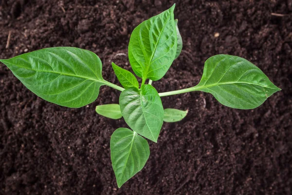 Peppers — Stock Photo, Image