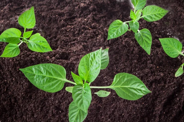 Peppers — Stock Photo, Image