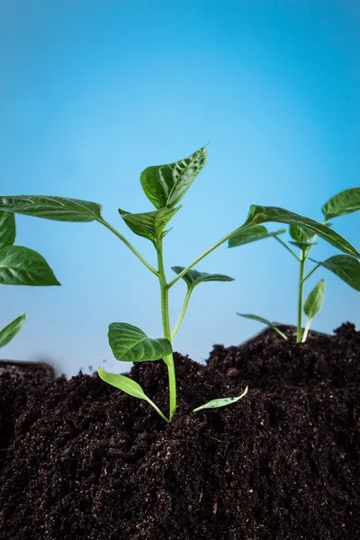 Peppers — Stock Photo, Image