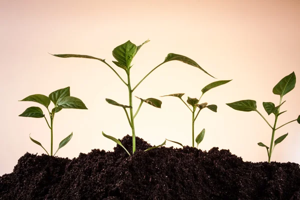 Peppers — Stock Photo, Image