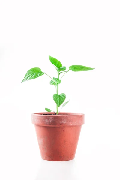 Pimentos — Fotografia de Stock