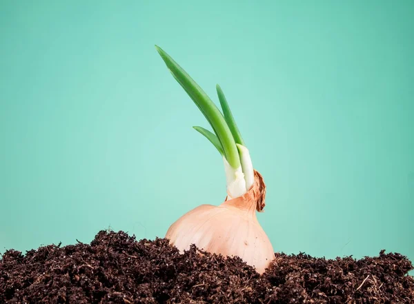 Onions — Stock Photo, Image