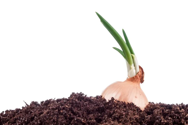 Onions — Stock Photo, Image