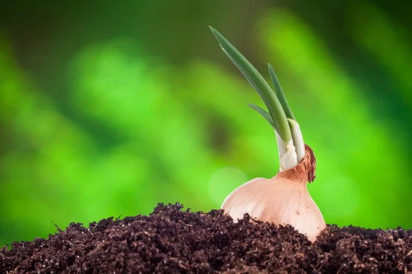 Onion field in the garden — Stock Photo, Image