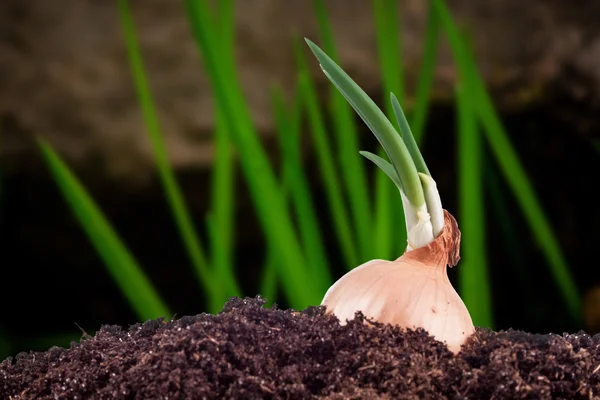 Onion field in the garden — Stock Photo, Image