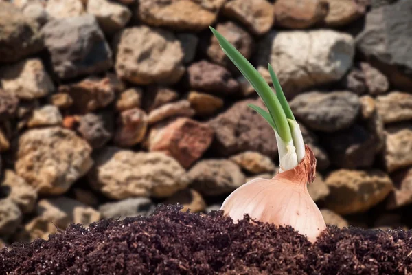 Onion field in the garden — Stock Photo, Image