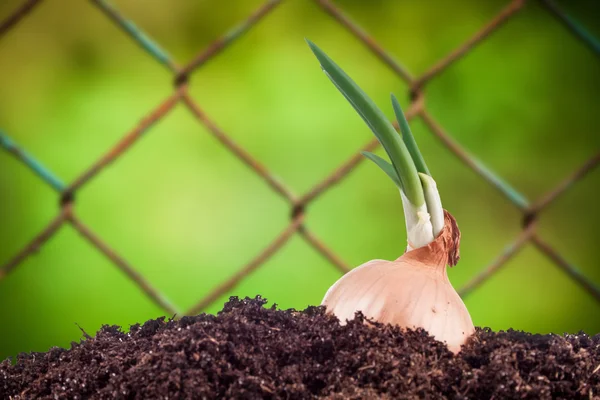 Campo di cipolle in giardino — Foto Stock