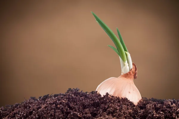 Onion field in the garden — Stock Photo, Image