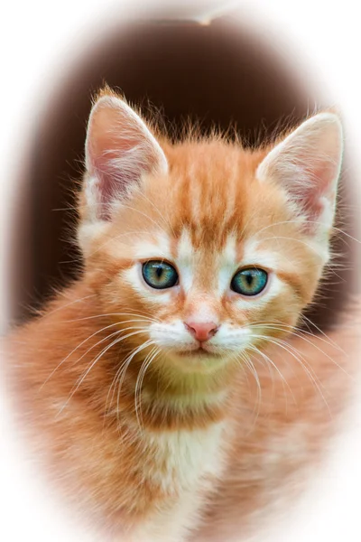 Помаранчевий кошеня — стокове фото