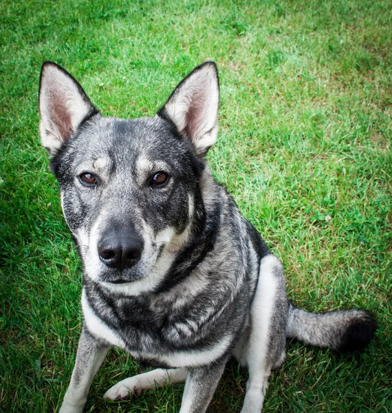 Dog in the garden — Stock Photo, Image