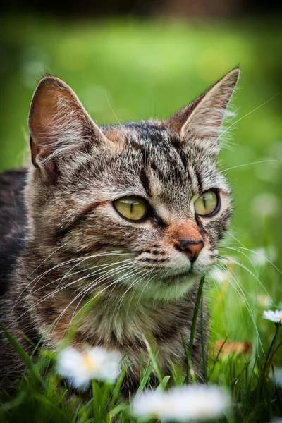 Binnenlandse kat — Stockfoto